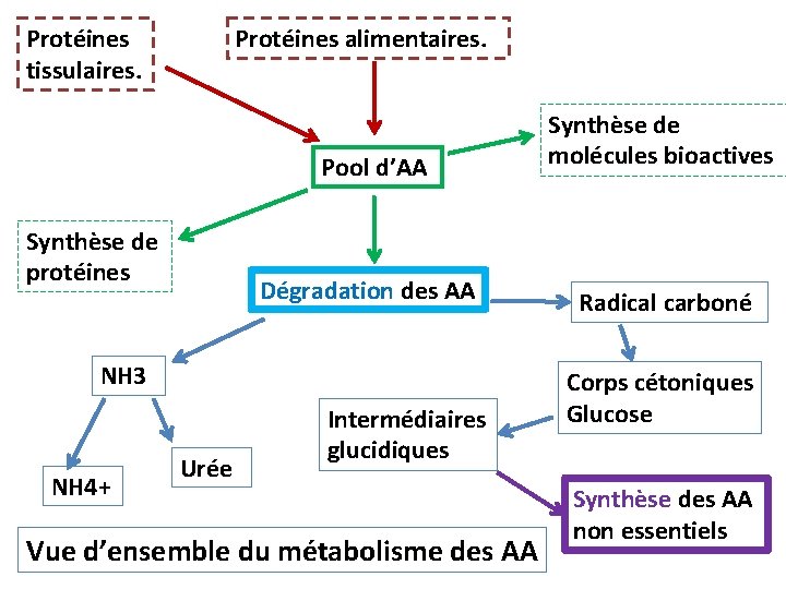 Protéines tissulaires. Protéines alimentaires. Synthèse de protéines Pool d’AA Synthèse de molécules bioactives Dégradation