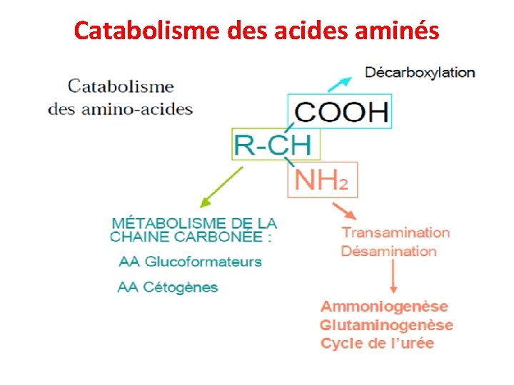 Catabolisme des acides aminés 