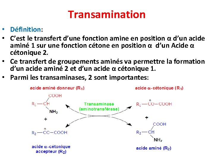 Transamination • Définition: • C’est le transfert d’une fonction amine en position α d’un