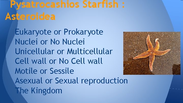 Pysatrocashios Starfish : Asteroidea Eukaryote or Prokaryote Nuclei or No Nuclei Unicellular or Multicellular