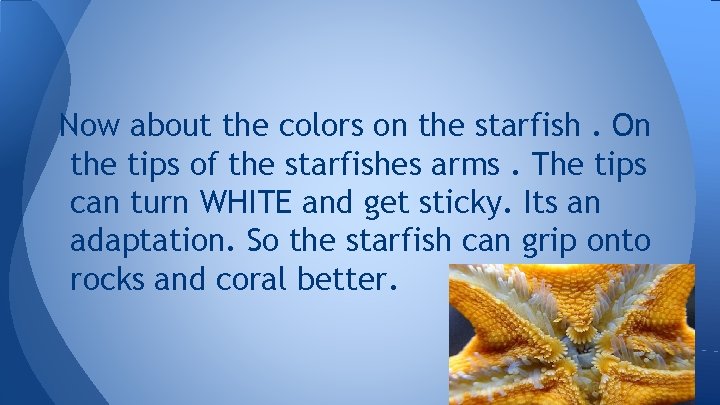 Now about the colors on the starfish. On the tips of the starfishes arms.