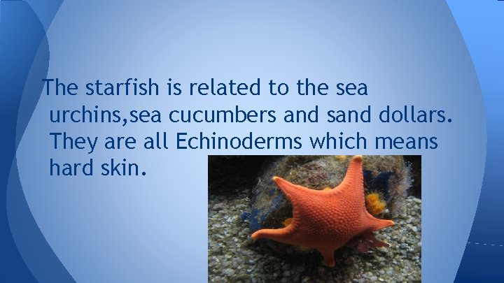 The starfish is related to the sea urchins, sea cucumbers and sand dollars. They