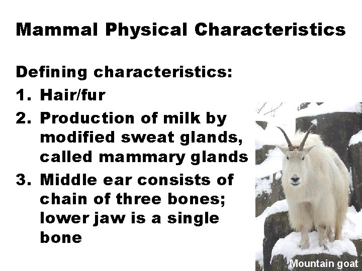 Mammal Physical Characteristics Defining characteristics: 1. Hair/fur 2. Production of milk by modified sweat