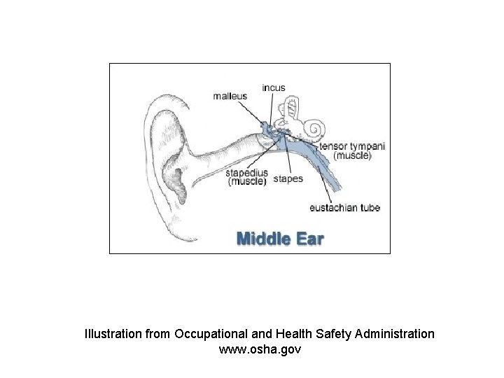 Illustration from Occupational and Health Safety Administration www. osha. gov 