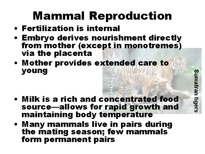 Mammal Reproduction • Milk is a rich and concentrated food source—allows for rapid growth