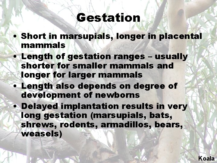 Gestation • Short in marsupials, longer in placental mammals • Length of gestation ranges