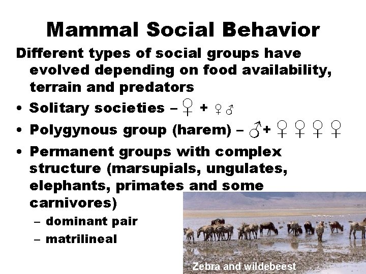 Mammal Social Behavior Different types of social groups have evolved depending on food availability,