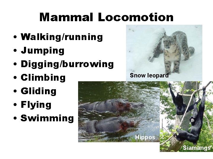 Mammal Locomotion • • Walking/running Jumping Digging/burrowing Climbing Gliding Flying Swimming Snow leopard Hippos