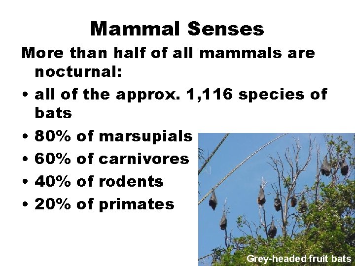 Mammal Senses More than half of all mammals are nocturnal: • all of the