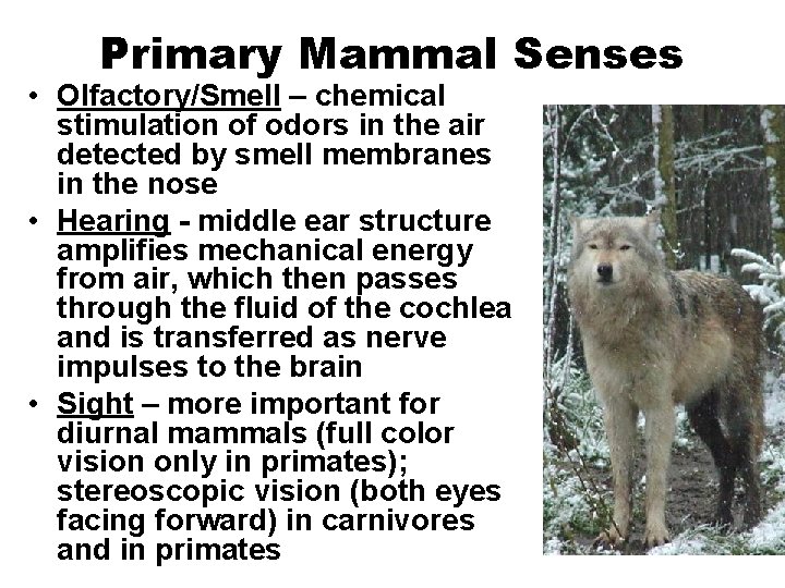 Primary Mammal Senses • Olfactory/Smell – chemical stimulation of odors in the air detected