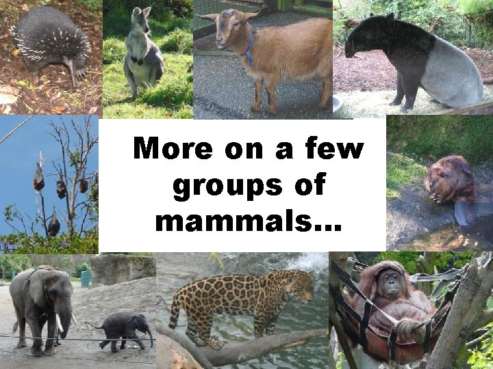 More on a few groups of mammals… 
