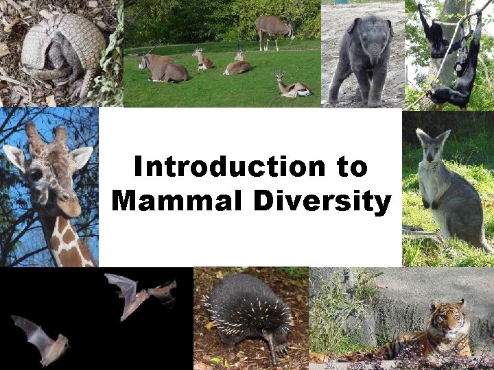 Introduction to Mammal Diversity 