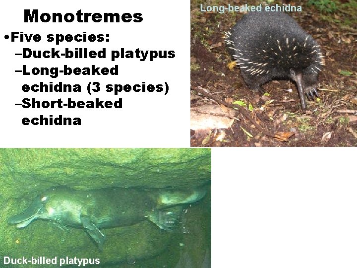 Monotremes • Five species: –Duck-billed platypus –Long-beaked echidna (3 species) –Short-beaked echidna Duck-billed platypus