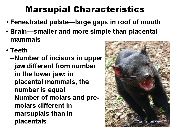 Marsupial Characteristics • Fenestrated palate—large gaps in roof of mouth • Brain—smaller and more