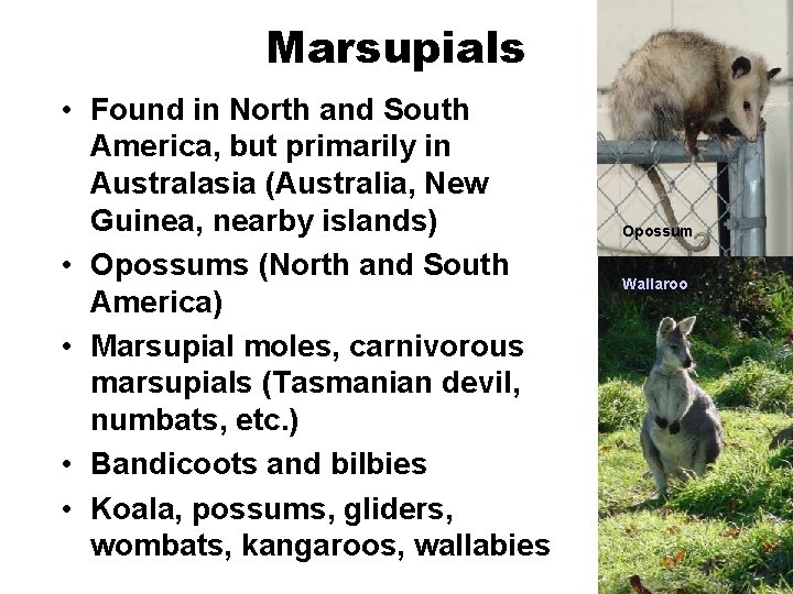 Marsupials • Found in North and South America, but primarily in Australasia (Australia, New