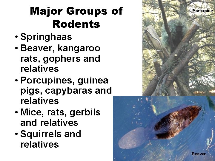 Major Groups of Rodents Porcupine • Springhaas • Beaver, kangaroo rats, gophers and relatives