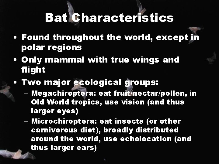 Bat Characteristics • Found throughout the world, except in polar regions • Only mammal