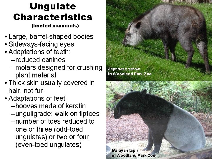 Ungulate Characteristics (hoofed mammals) • Large, barrel-shaped bodies • Sideways-facing eyes • Adaptations of