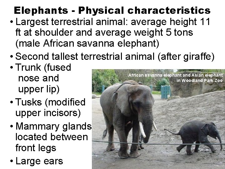 Elephants - Physical characteristics • Largest terrestrial animal: average height 11 ft at shoulder