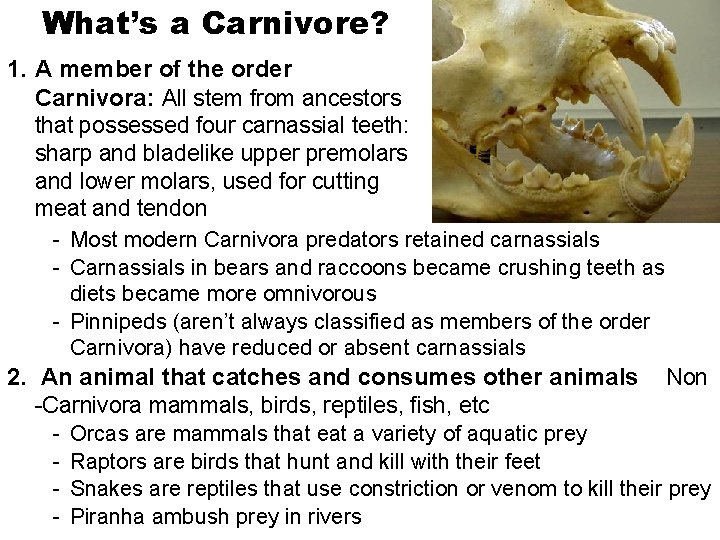 What’s a Carnivore? 1. A member of the order Carnivora: All stem from ancestors