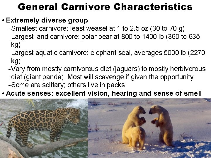General Carnivore Characteristics • Extremely diverse group - Smallest carnivore: least weasel at 1