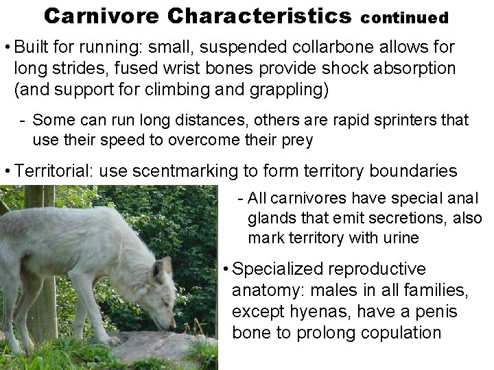 Carnivore Characteristics continued • Built for running: small, suspended collarbone allows for long strides,