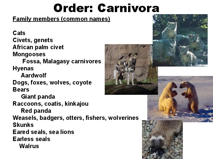 Order: Carnivora Family members (common names) Cats Civets, genets African palm civet Mongooses Fossa,