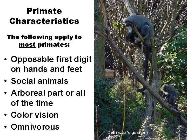 Primate Characteristics The following apply to most primates: • Opposable first digit on hands