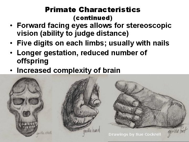 Primate Characteristics (continued) • Forward facing eyes allows for stereoscopic vision (ability to judge