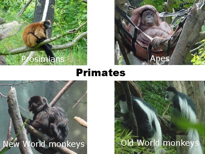 Apes Prosimians Primates New World monkeys Old World monkeys 