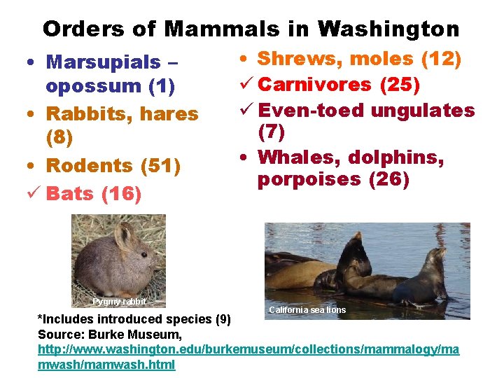 Orders of Mammals in Washington • Marsupials – opossum (1) • Rabbits, hares (8)
