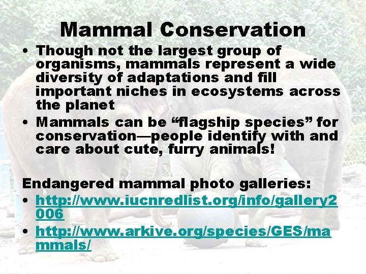 Mammal Conservation • Though not the largest group of organisms, mammals represent a wide