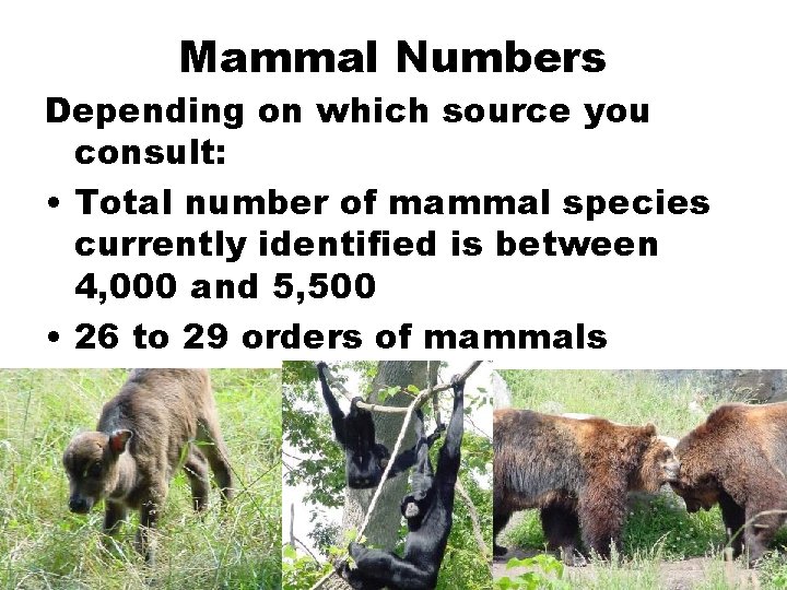 Mammal Numbers Depending on which source you consult: • Total number of mammal species