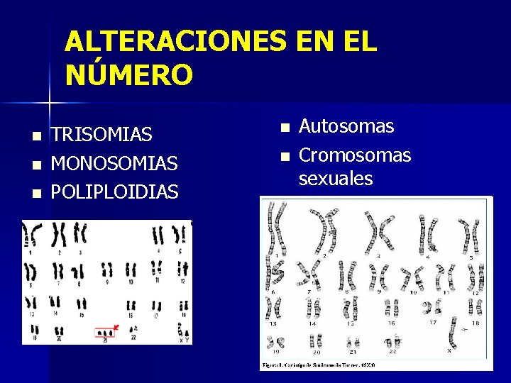 ALTERACIONES EN EL NÚMERO n n n TRISOMIAS MONOSOMIAS POLIPLOIDIAS n n Autosomas Cromosomas