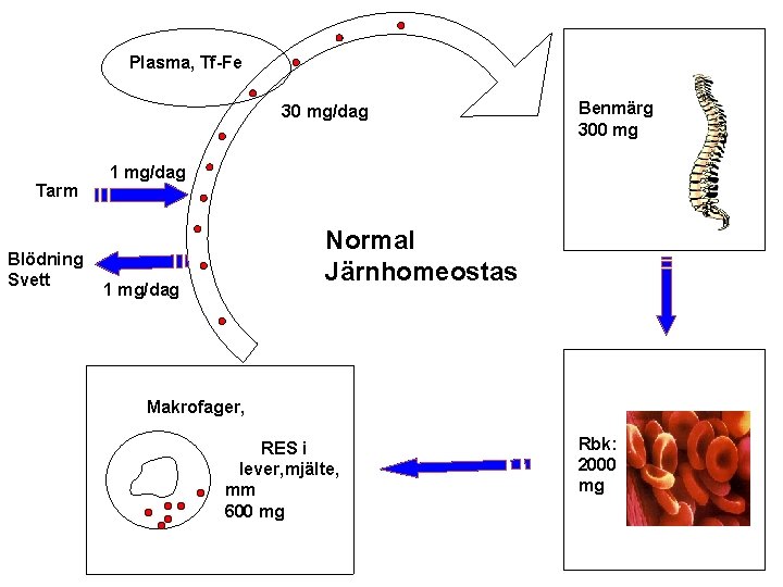 Plasma, Tf-Fe 30 mg/dag Tarm Blödning Svett Benmärg 300 mg 1 mg/dag Normal Järnhomeostas