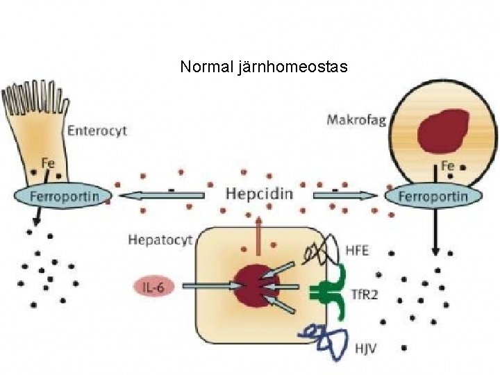 Normal järnhomeostas 