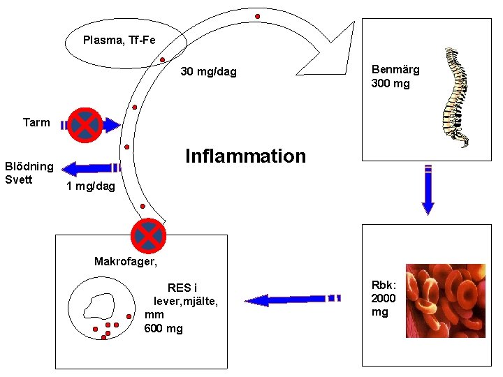 Plasma, Tf-Fe 30 mg/dag Benmärg 300 mg Tarm Blödning Svett Inflammation 1 mg/dag Makrofager,