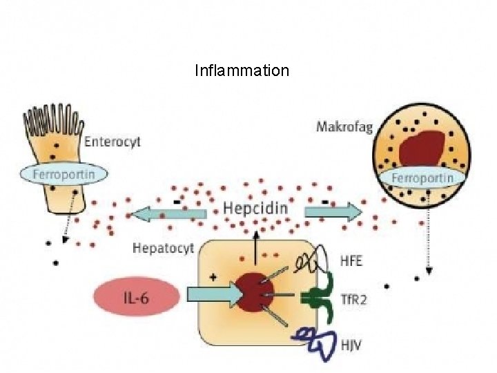 Inflammation 