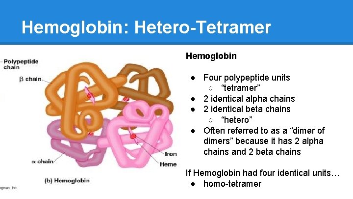 Hemoglobin: Hetero-Tetramer Hemoglobin ● Four polypeptide units ○ “tetramer” ● 2 identical alpha chains