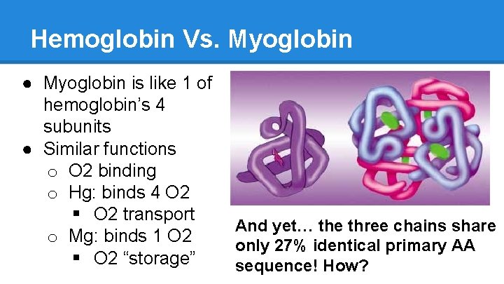 Hemoglobin Vs. Myoglobin ● Myoglobin is like 1 of hemoglobin’s 4 subunits ● Similar
