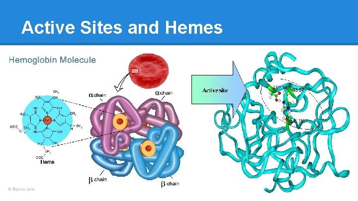 Active Sites and Hemes 