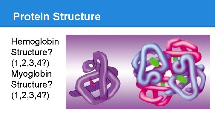 Protein Structure Hemoglobin Structure? (1, 2, 3, 4? ) Myoglobin Structure? (1, 2, 3,