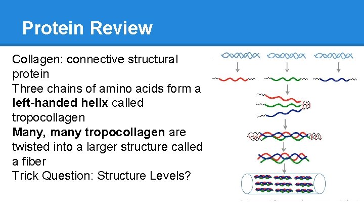 Protein Review Collagen: connective structural protein Three chains of amino acids form a left-handed