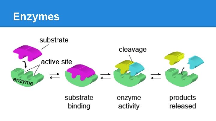 Enzymes 