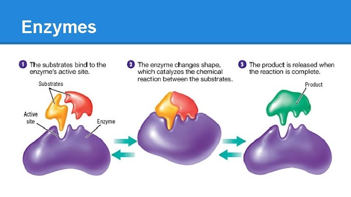 Enzymes 