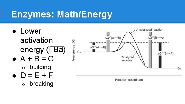 Enzymes: Math/Energy ● Lower activation energy (�� Ea) ● A+B=C o building ● D=E+F