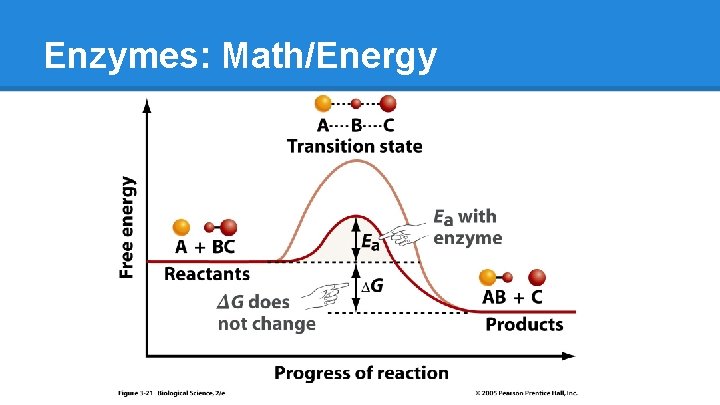 Enzymes: Math/Energy 