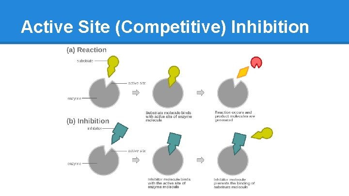 Active Site (Competitive) Inhibition 