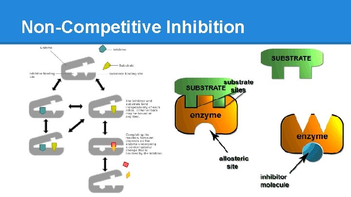 Non-Competitive Inhibition 