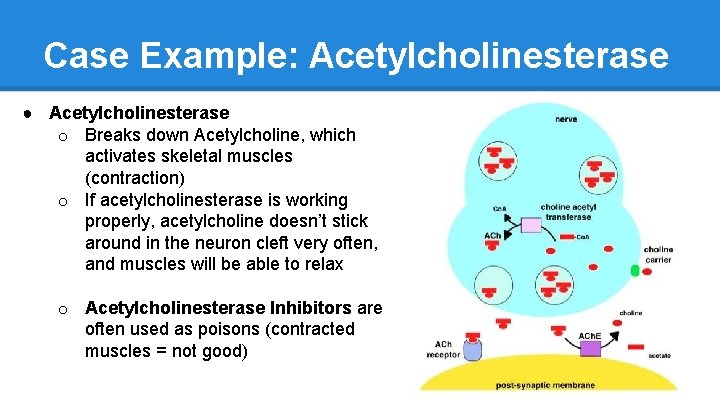 Case Example: Acetylcholinesterase ● Acetylcholinesterase o Breaks down Acetylcholine, which activates skeletal muscles (contraction)